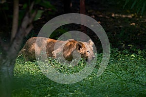 Lion cub stalking to learning hunting skills