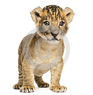 Lion cub standing, 4 weeks old, isolated