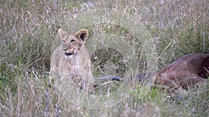 lion cub standing beside a topi kill in masai mara