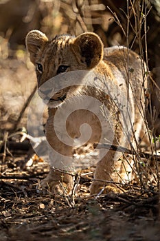 Lion cub stands with catchlights among bushes