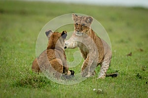 Lion cub stands slapping another in grass