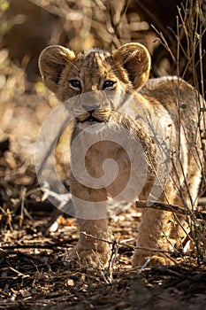 Lion cub stands watching camera with catchlights