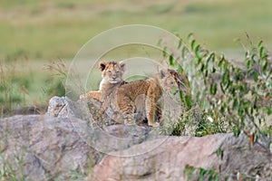 Lion cub on stone