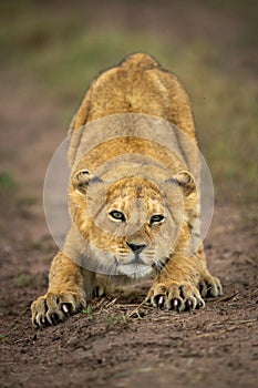 Lion cub stretches on track eyeing camera