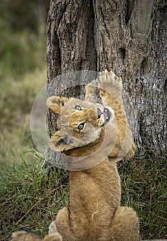 Lion cub stretching front paws on a tree looking back at camera in Masai Mara in Kenya