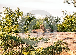 Lion cub sunbaths in Africa`s wilderness. Kruger