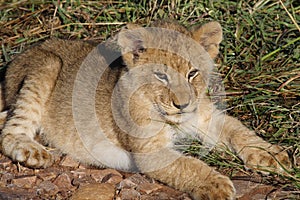 Lion cub sunning in early morning light