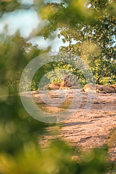 Lion cub suns at a small cliff in South Africa. Kruger