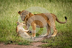 Lion cub twists to attack bigger one