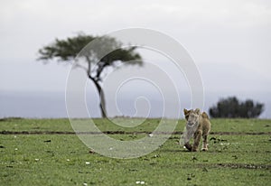 A Lion cub on walk at Masai Mara grassland, Kenya