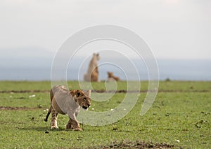 Lion cub on walk at Masai Mara grassland, Kenya