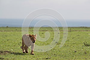 Lion cub on walk at Masai Mara grassland, Kenya
