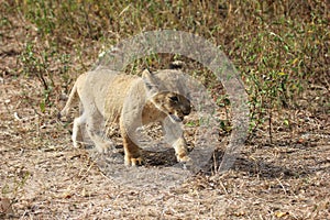 Lion cub walking