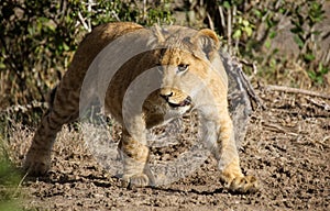 Lion cub walking through the bush