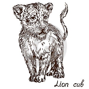 Lion cub walking portrait, hand drawn doodle