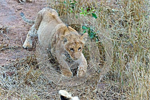Lion cub walking in Sabi Sands Game Reserve in South Africa