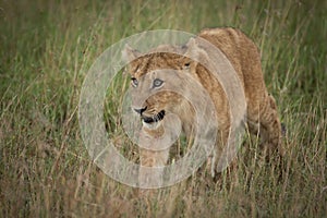 Lion cub walking towards camera in grass