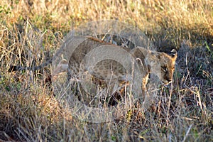 Lion cub walking in West
