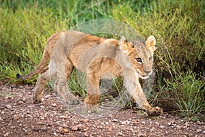 Lion cub walks along track beside grass