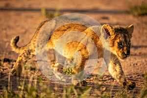 Lion cub walks down track in grass