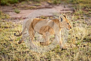 Lion cub walks on grass in savannah