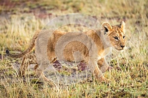 Lion cub walks through grass in savannah