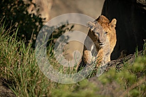 Lion cub walks on rock near grass