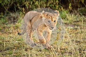 Lion cub walks in savannah through grass