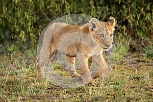 Lion cub walks on savannah in grass