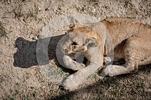 The lion cub was lying on the ground, not looking at the camera. View from above.