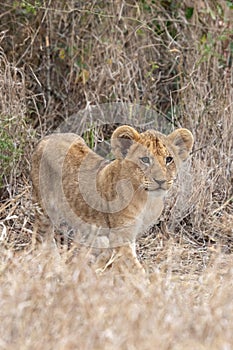 Lion cub watching in grasslands on the Masai Mara, Kenya Africa