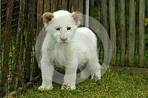 Lion cub white