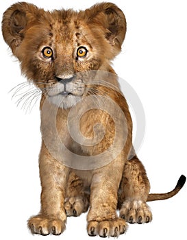 Lion Cub, Wildlife Animal, Isolated, Africa