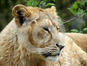 Lion cub with wooded background