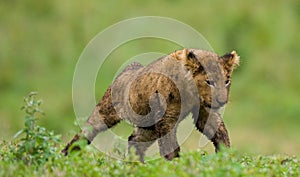 Lion cub is yawning. National Park. Kenya. Tanzania. Masai Mara. Serengeti.