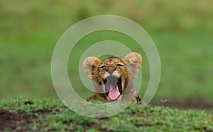 Lion cub is yawning. National Park. Kenya. Tanzania. Masai Mara. Serengeti.