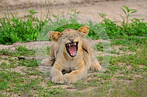 Lion cub yawning