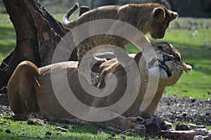Lion and cub