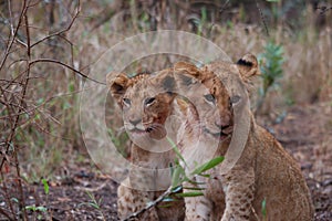 Lion Cubs