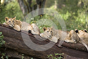 Lion cubs