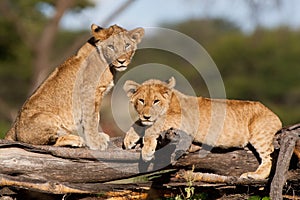Lion cubs