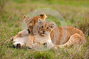 Lion cubs