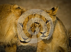 Lion Cubs photo