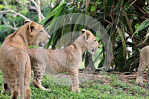 Lion cubs