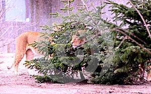 Lion cubs