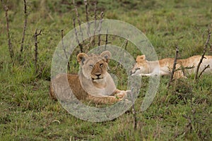 Lion Cubs