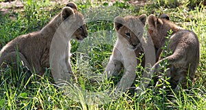 Lion Cubs