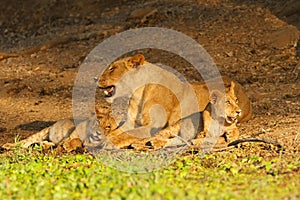 Lion with cubs