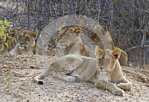 Lion cubs