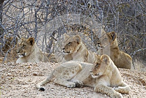 Lion cubs